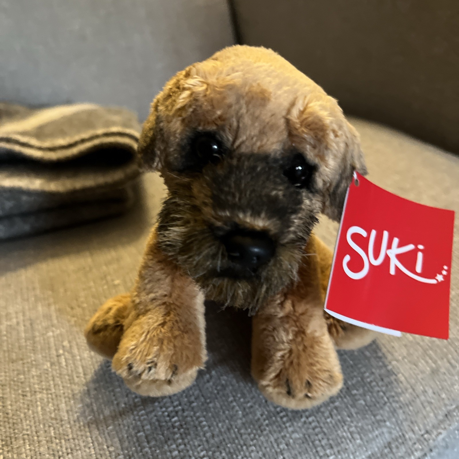 SUKI  Border Terrier
