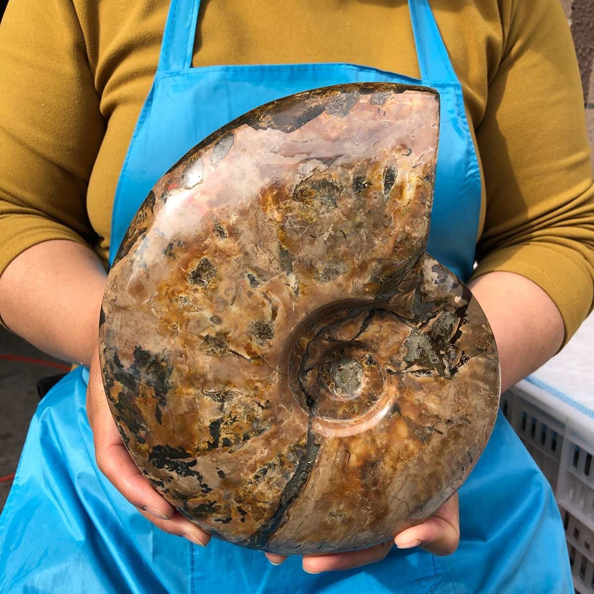 6.07LB Natural Beautiful Ammonite Fossil Conch Crystal Specimen Healing 4637