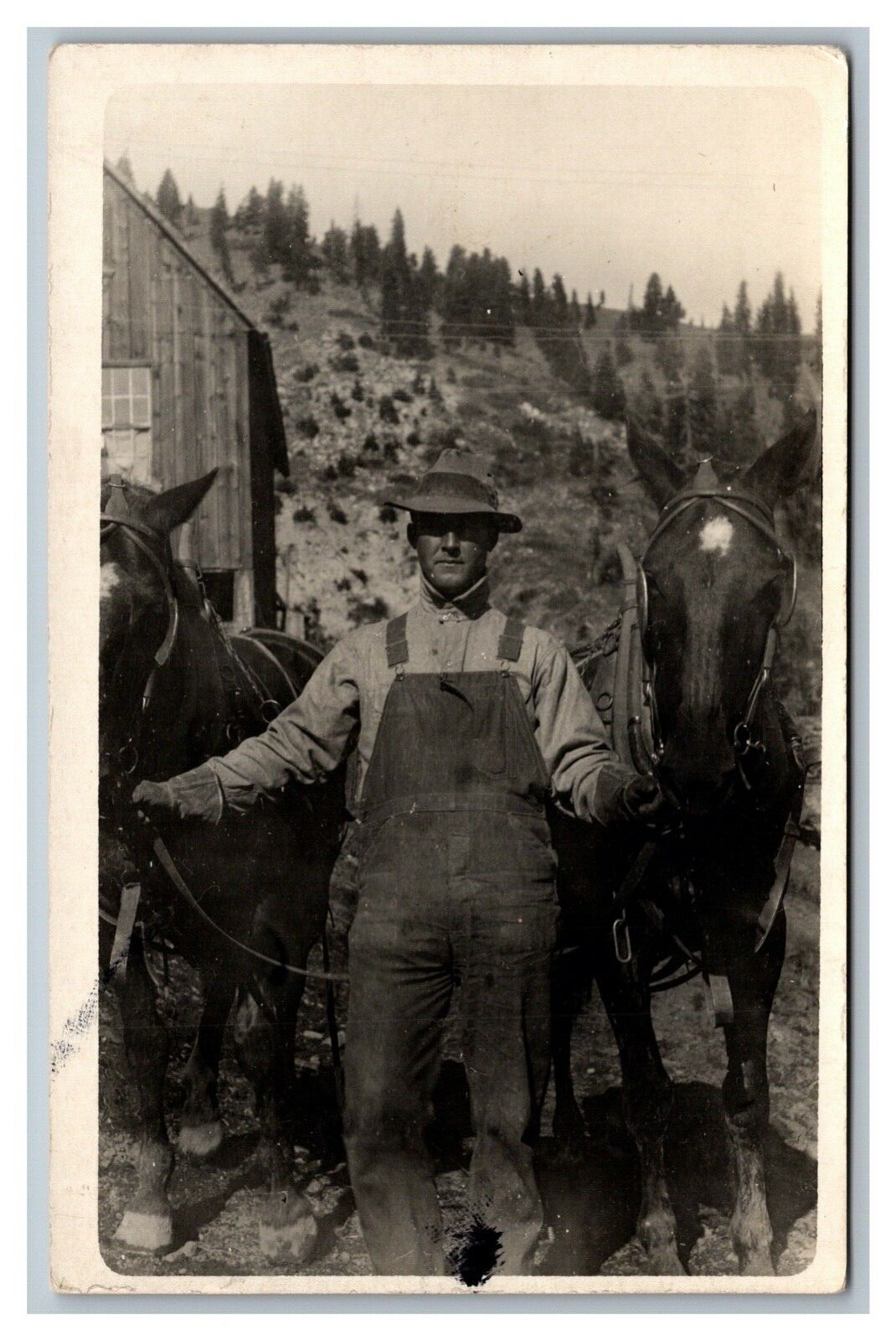  Connell, WA Washington? Farmer w/ Team of 2 Horses CYKO RPPC Postcard 1904-20's