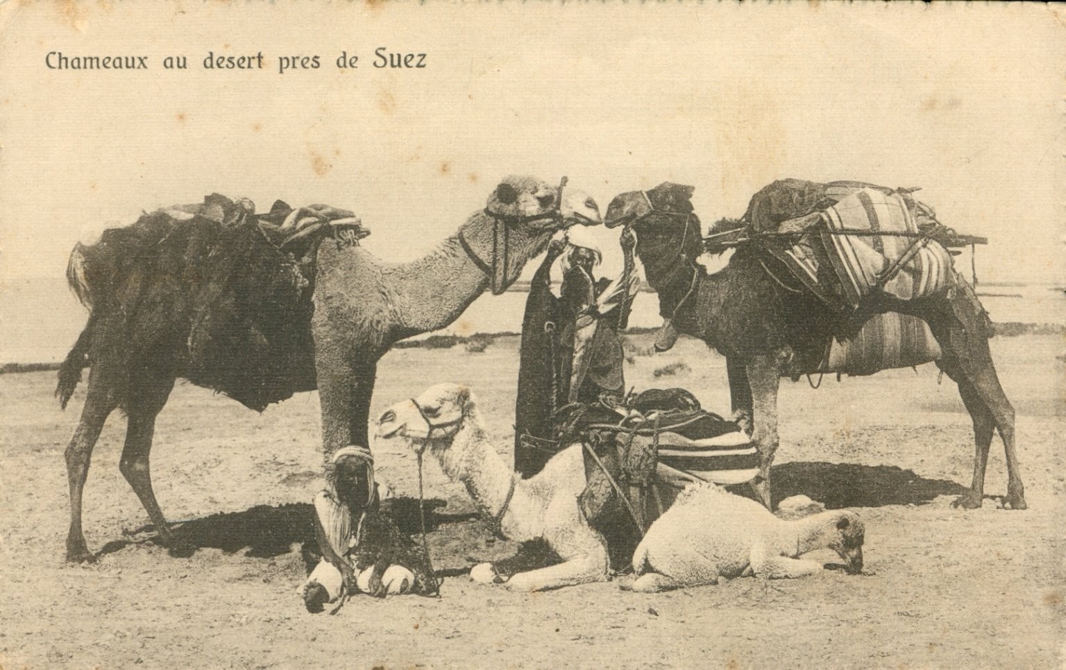 Suez Egypt Desert Camels Bedouins RPPC Postcard Cairo Postcard Trust c1910s Suez Egypt Desert Camels Bedouins RPPC Postcard Cairo Postcard Trust c1910s
