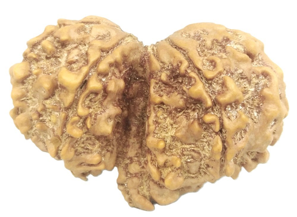Rare Gauri Shankar Ganesh Rudraksha - 9 mukhi - 33.42 mm - Nepal - IGL Certified