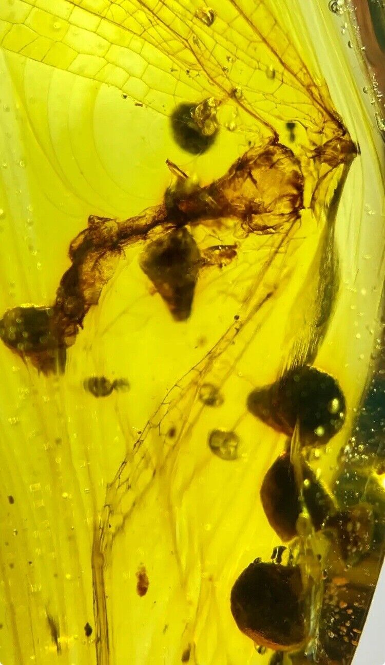Beautiful Dragonfly Fossil, Pristine Insect Fossil - Genuine Burmite Amber 98myo