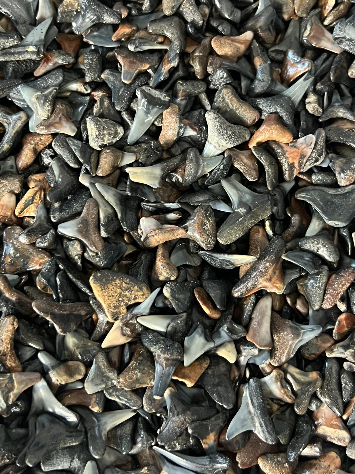 Lot Of 200 Fossilized ( PARTIAL ) Shark Teeth From Venice Florida 