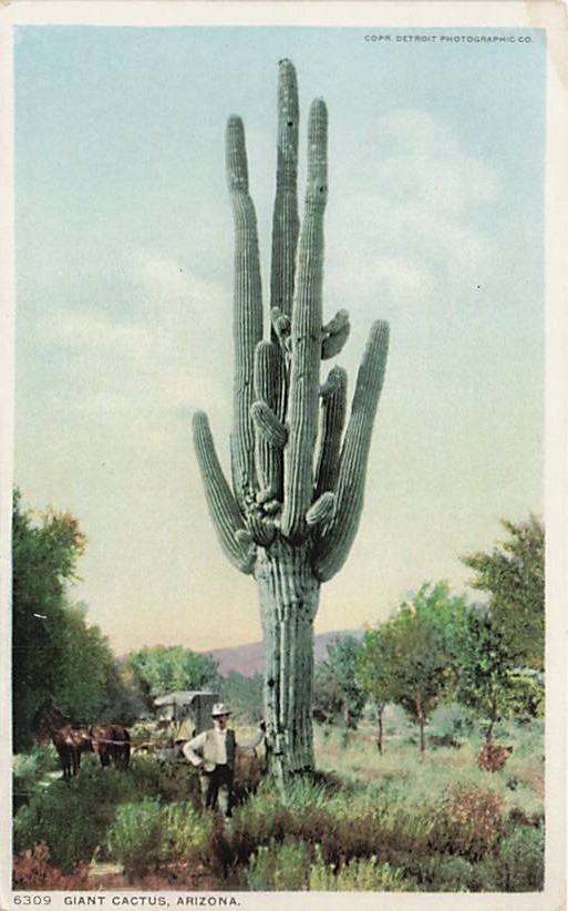 Postcard AZ: Giant Saguaro Cactus with Man & Horse Carriage, Arizona WB Postcard AZ: Giant Saguaro Cactus with Man & Horse Carriage, Arizona WB