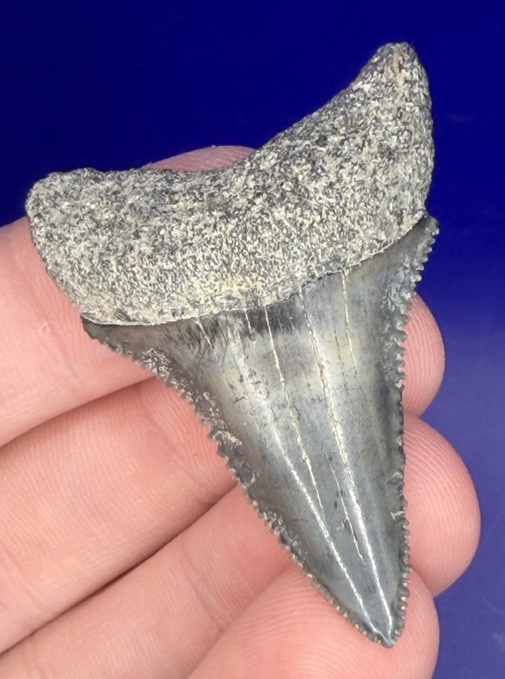 1.98” Lower Great White Shark Tooth Fossil real Shark Teeth