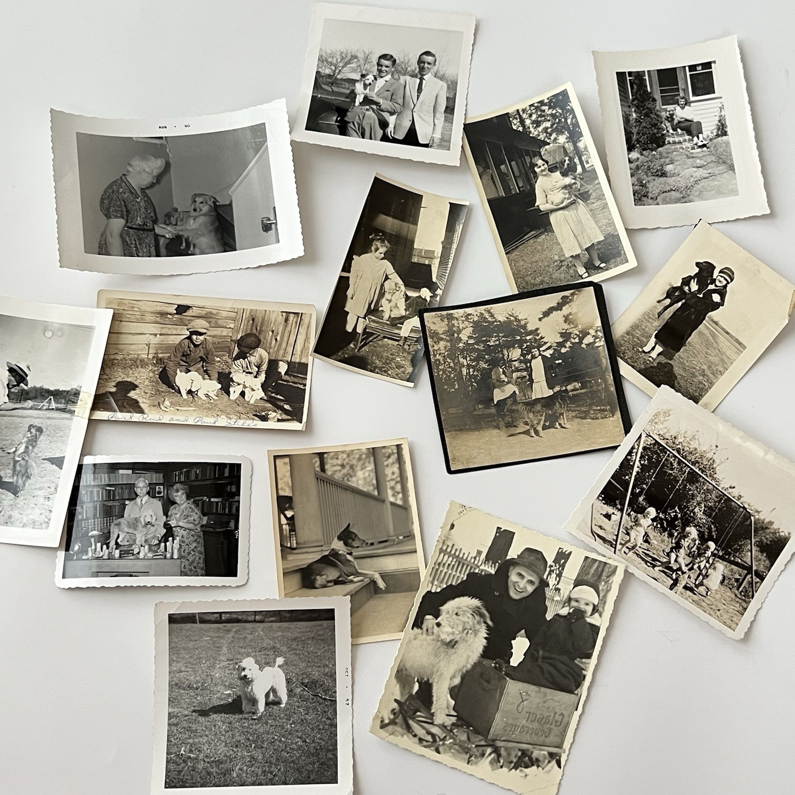 Antique Vintage B&W Sepia Snapshot Lot Of 14 Adorable Dog Trick Variety Of Dogs