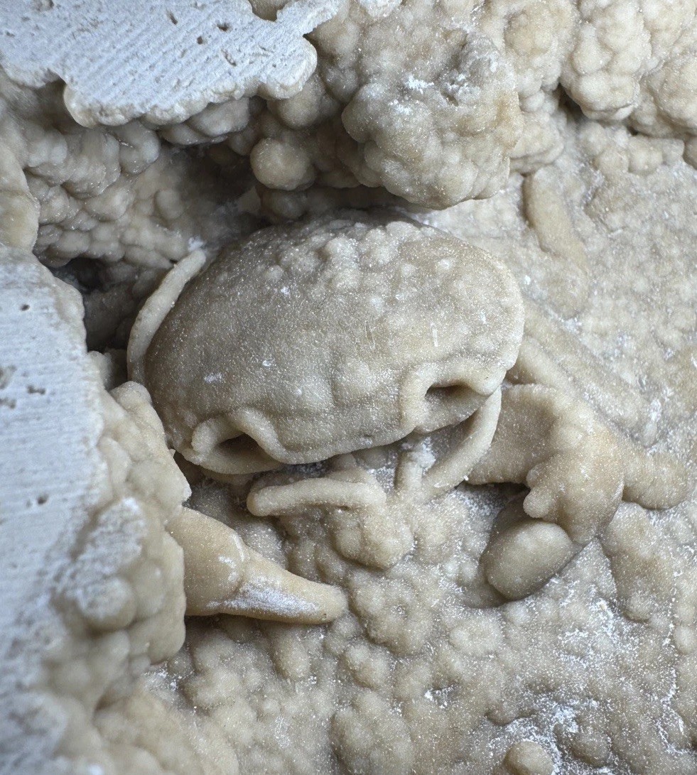 Travertine Crab Fossil Turkey, Fossil Travertine Crab Potamon Crustacean