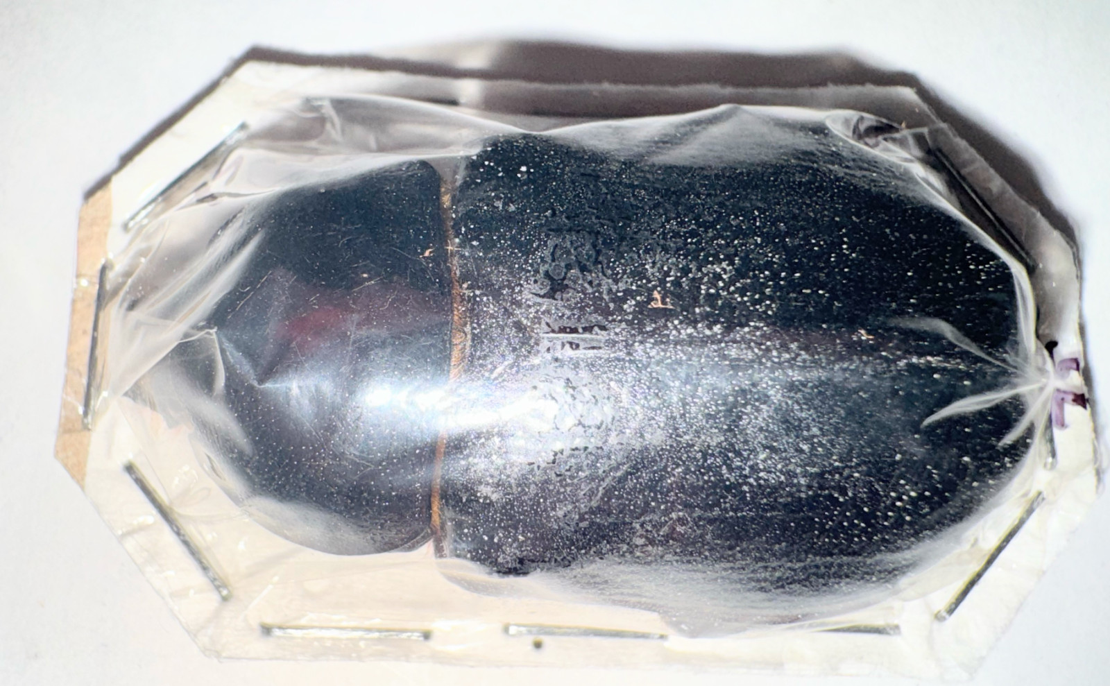Dynastinae Golofa claviger 49mm A1 FEMALE from PERU - #4413