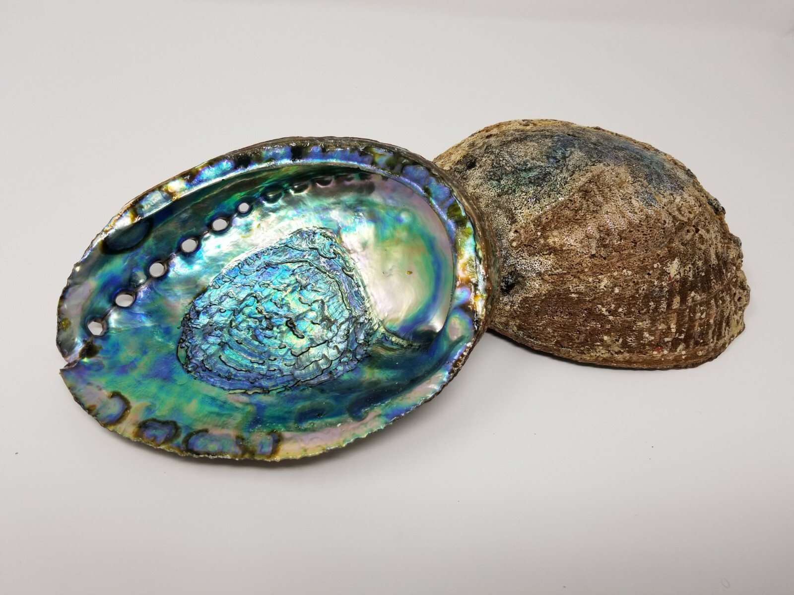 Extra Large XL Abalone Seashell 6-7\ Extra Large XL Abalone Seashell 6-7\