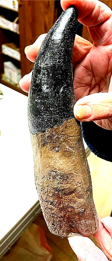 8 INCH LONG TYRANNOSAURUS REX TOOTH REPLICA FOSSIL T-REX DINOSAUR REPRODUCTION