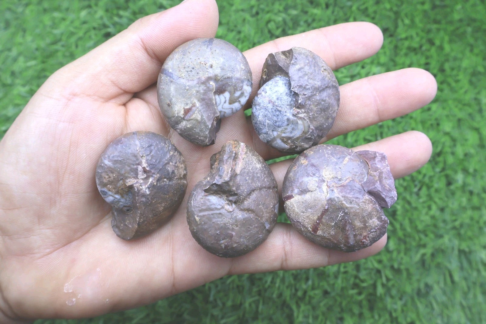 5 PCs Genuine Maenoceras Goniatite Devonian Fossil Morocco Collector Ammonites 