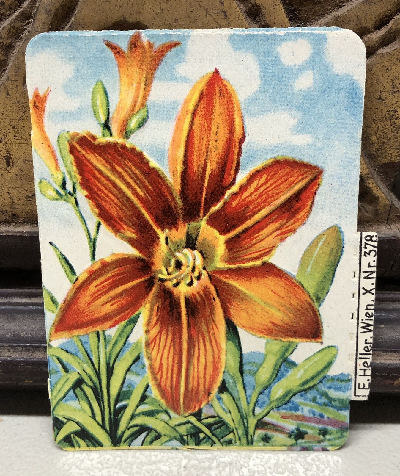 c1930s Fire Lily Trade Card Print by E. Heller #378 Austria L5