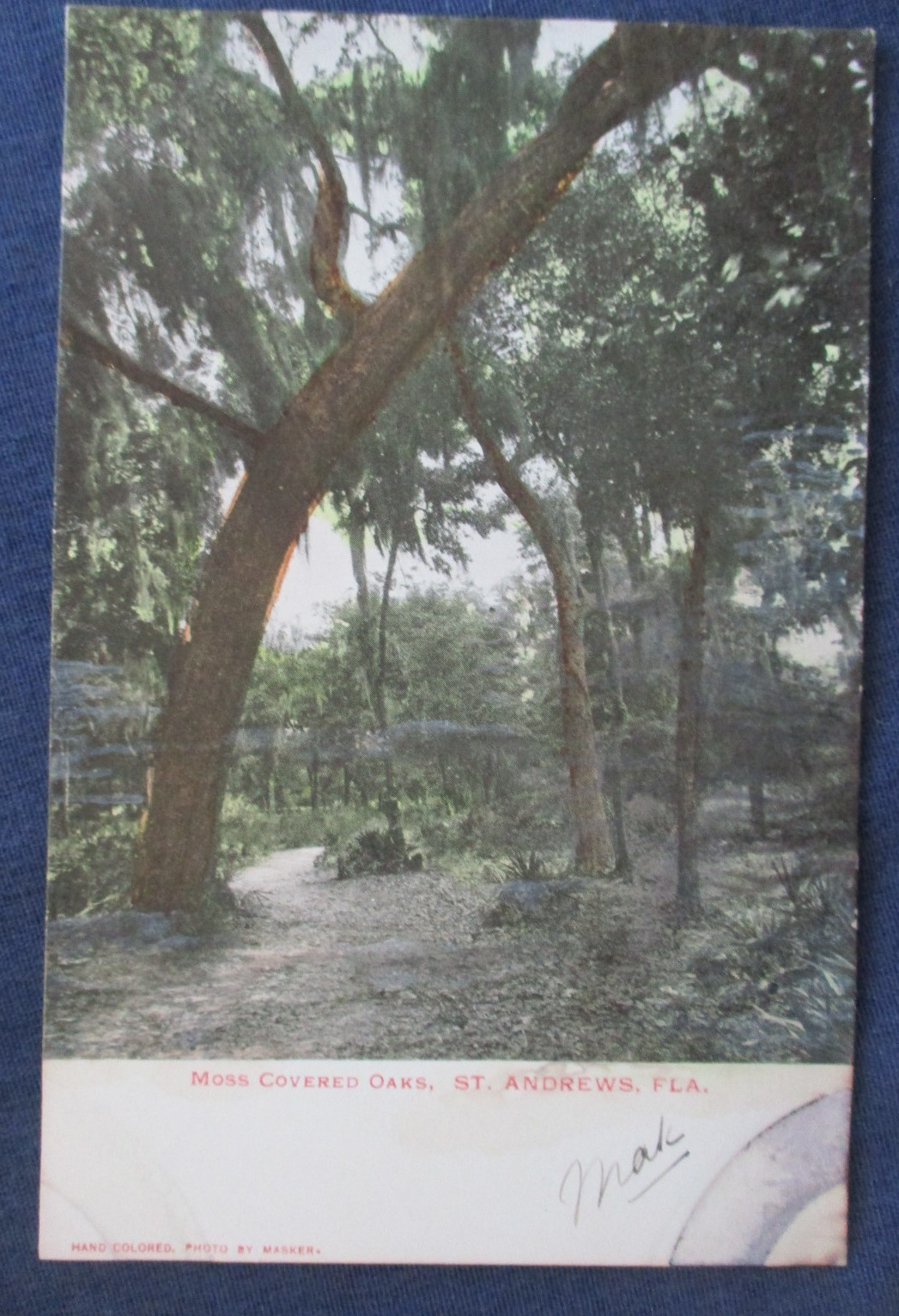1900s St Andrews Florida Moss Covered Oaks Postcard