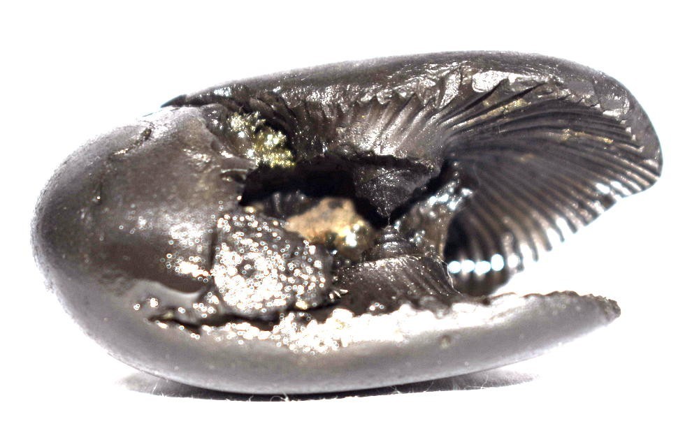 Hayagriva Shaligram - Lakshmi Hygrive Salagram - Gandaki River Nepal