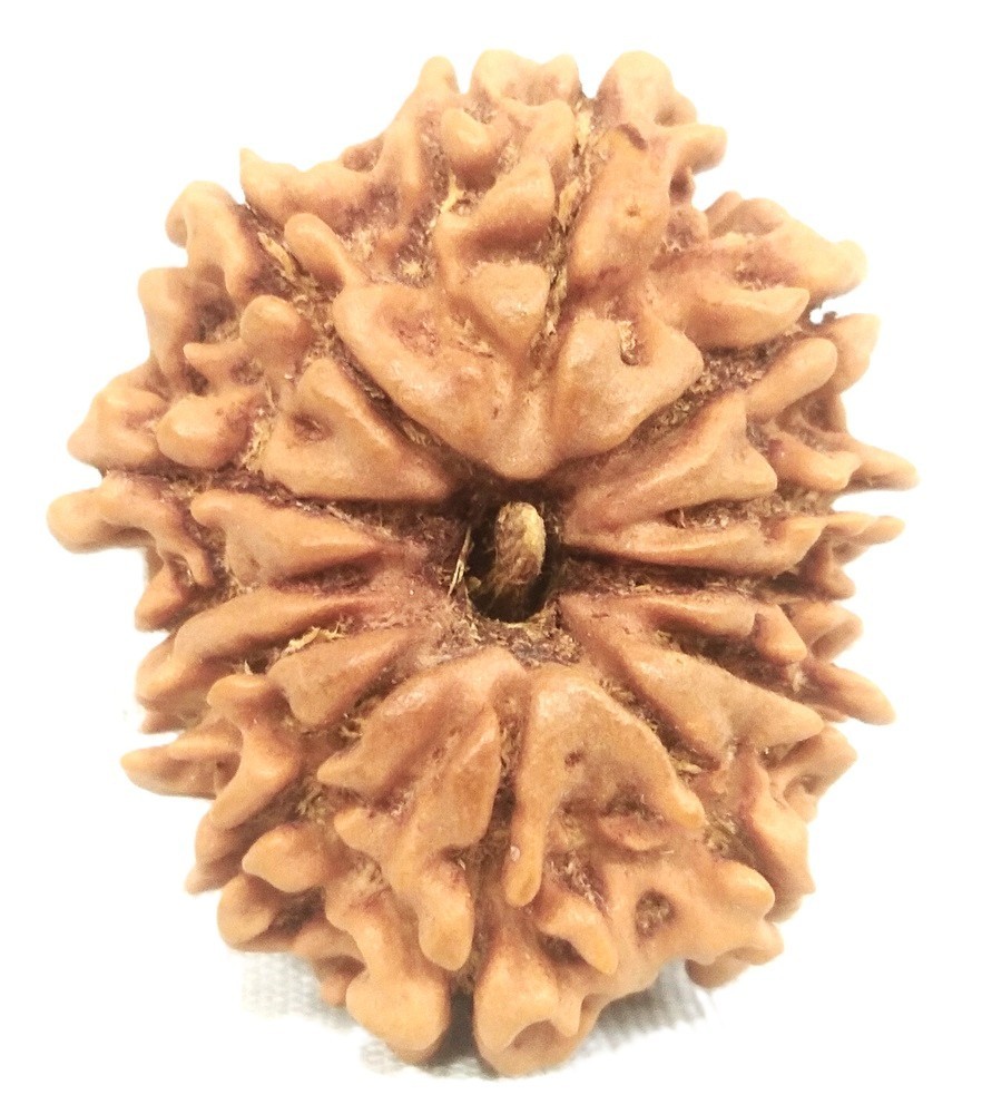 12 Mukhi Rudraksha - Nepal - 25.52 mm - IGL Certified