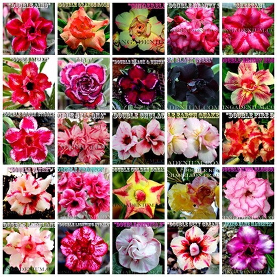 1000 SEEDS ADENIUM OBESUM DESERT ROSES DOUBLE / TRIPLE FLOWERS MIXED ASSORTED #2