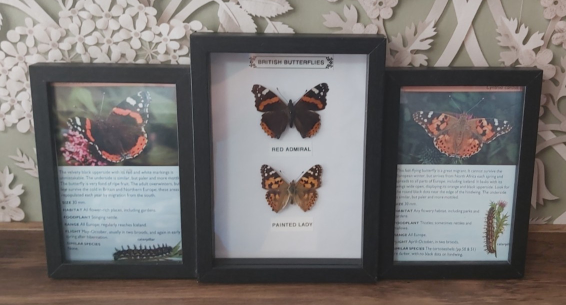 Taxidermy Real Framed British Butterflies Educationll Wooden Box Frame New