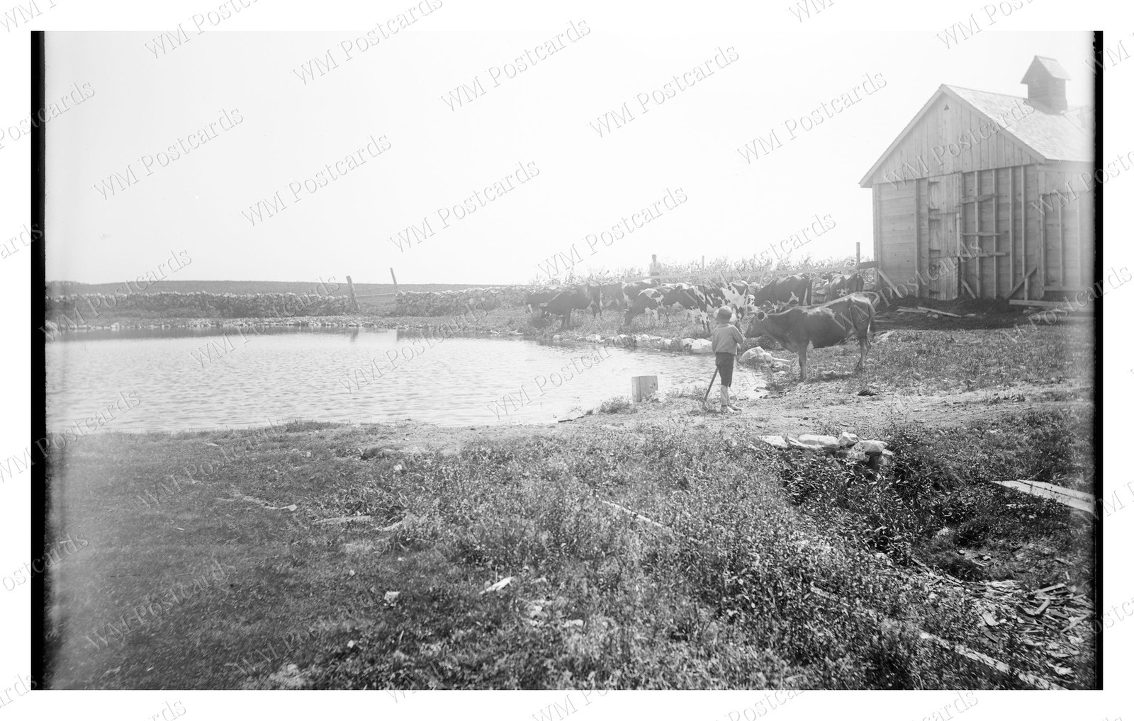 Salem Massachusetts c.1900 Baker's Island Pond Cows Standard Postcard Salem Massachusetts c.1900 Baker's Island Pond Cows Standard Postcard