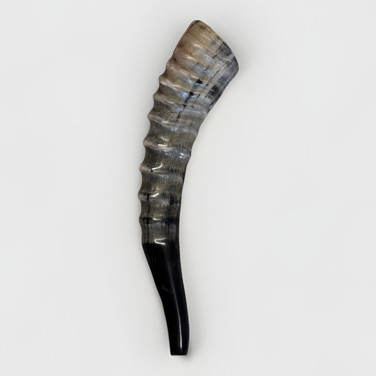 Blesbok Horn Shofar Rare 10”-15” New KOSHER Made  From USA