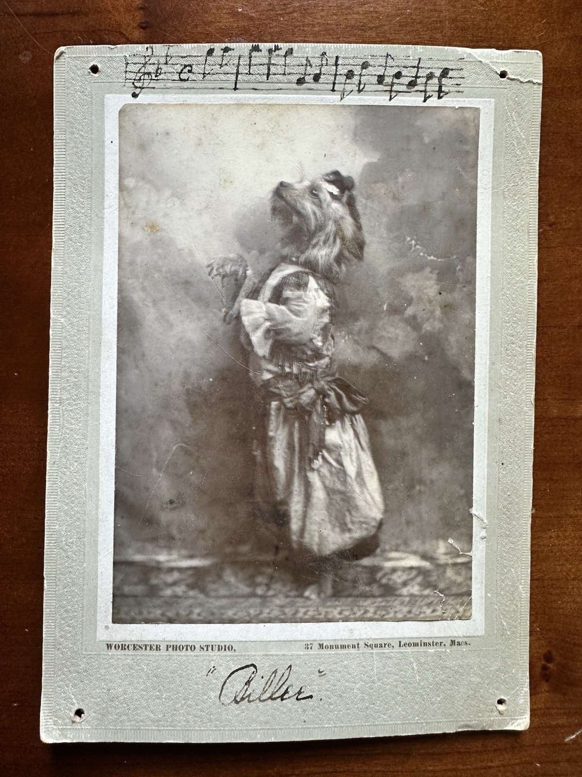 Amazing 1900s Dancing Dog Antique Photo Worcester Massachusetts Circus Unusual Amazing 1900s Dancing Dog Antique Photo Worcester Massachusetts Circus Unusual