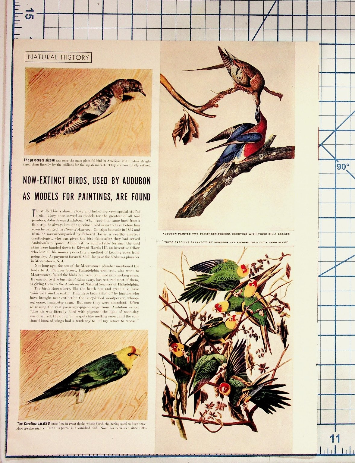Audubon Extinct Birds Passenger Pigeon Carolina Parakeet Natural History Print Audubon Extinct Birds Passenger Pigeon Carolina Parakeet Natural History Print