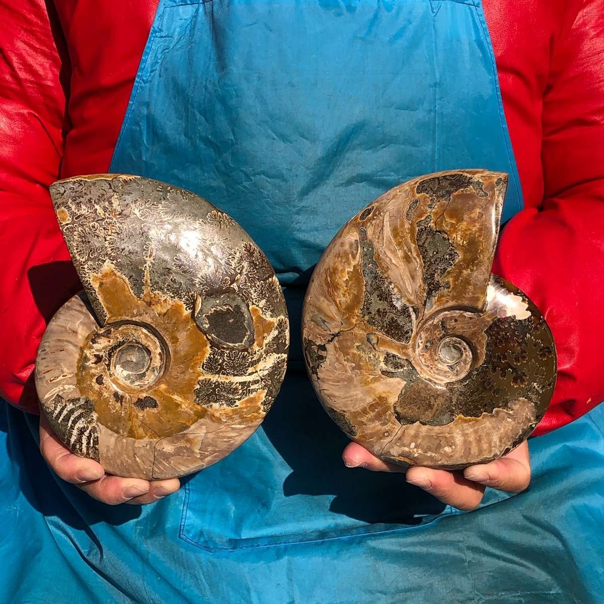 2PCS 4.2LB Polishing of Natural Conch Specimens from Madagascar 3181