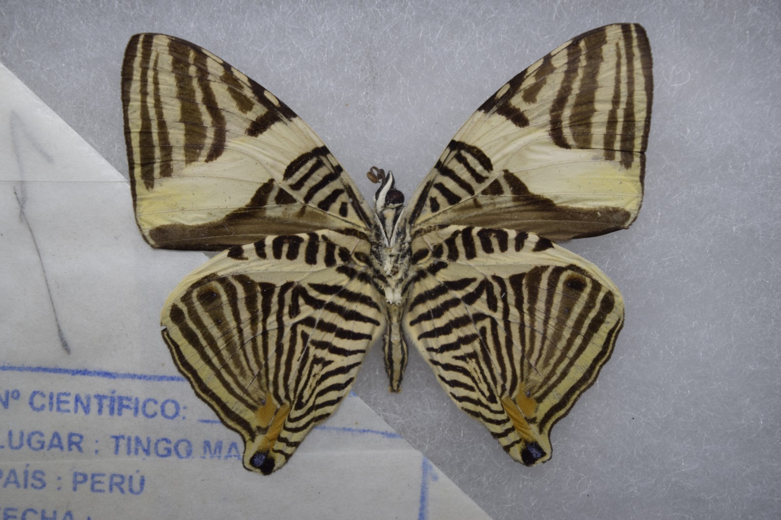 Colobura dirce Tiger Stripe Butterfly Peru Mounted Framed Butterfly Specimen Colobura dirce Tiger Stripe Butterfly Peru Mounted Framed Butterfly Specimen