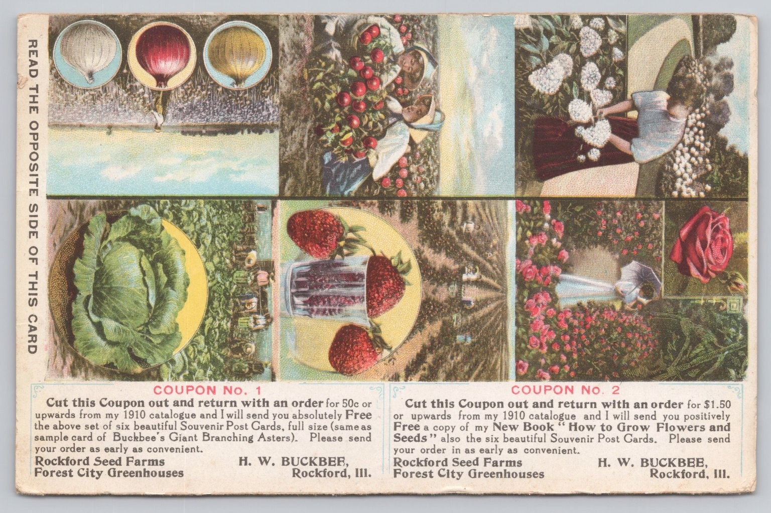 1909 H. W. Buckbee Seeds Advertising Postcard Rockford IL Berries Cabbage