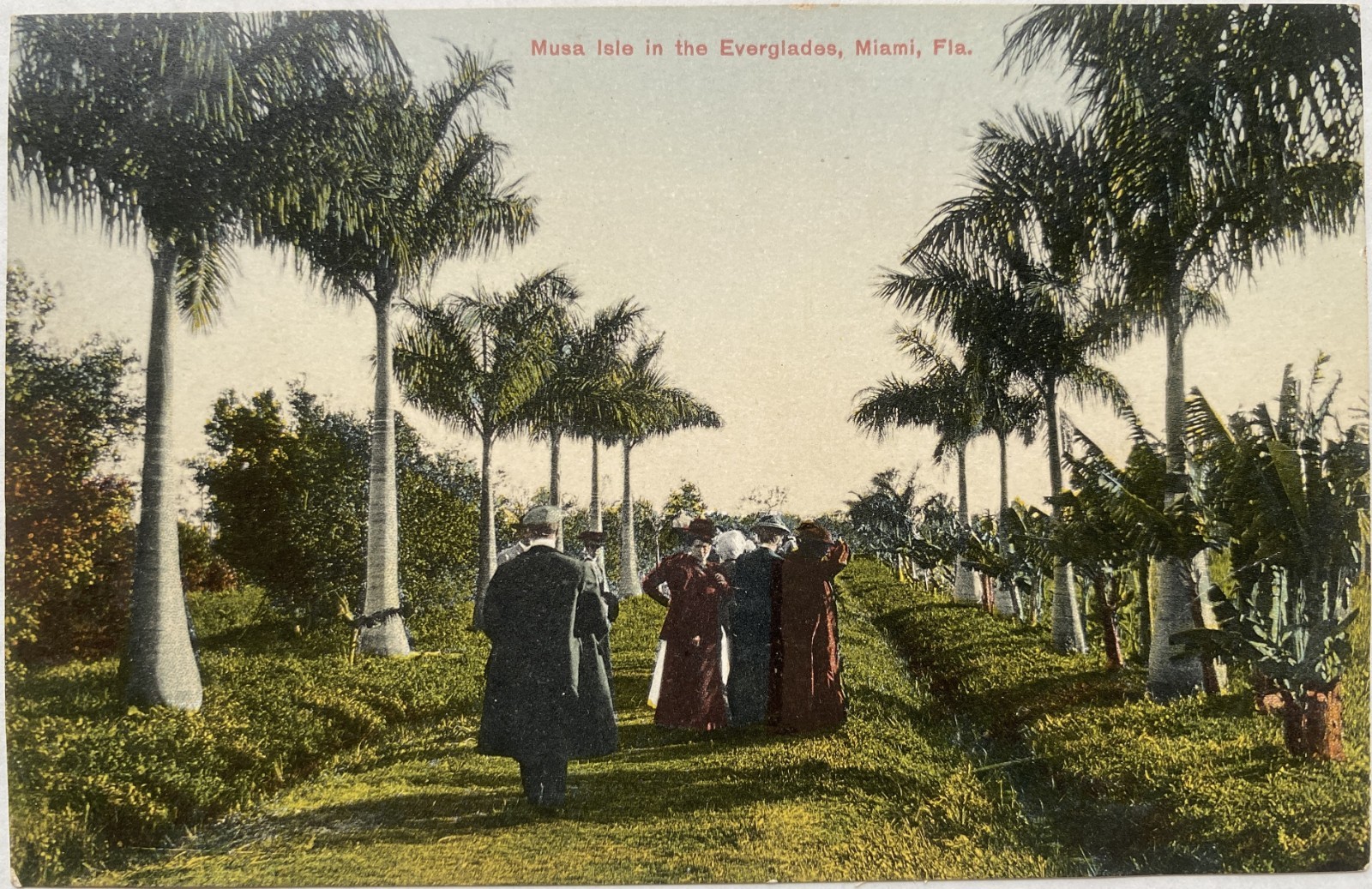 Musa Isle in the Everglades, Miami, Florida Postcard Musa Isle in the Everglades, Miami, Florida Postcard