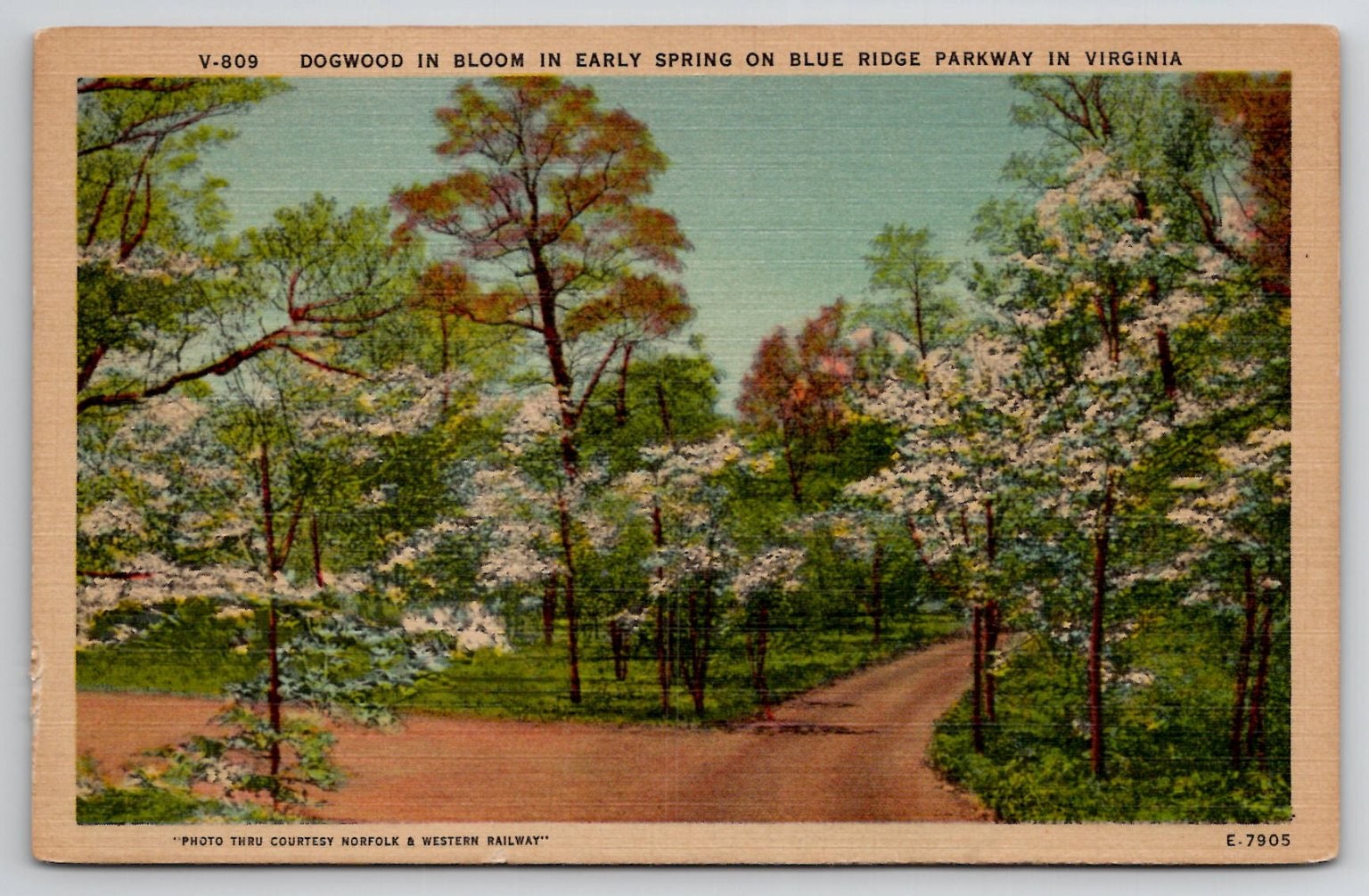 Dogwood in Bloom Blue Ridge Parkway Virginia 1951 Postcard Waynesboro Dogwood in Bloom Blue Ridge Parkway Virginia 1951 Postcard Waynesboro