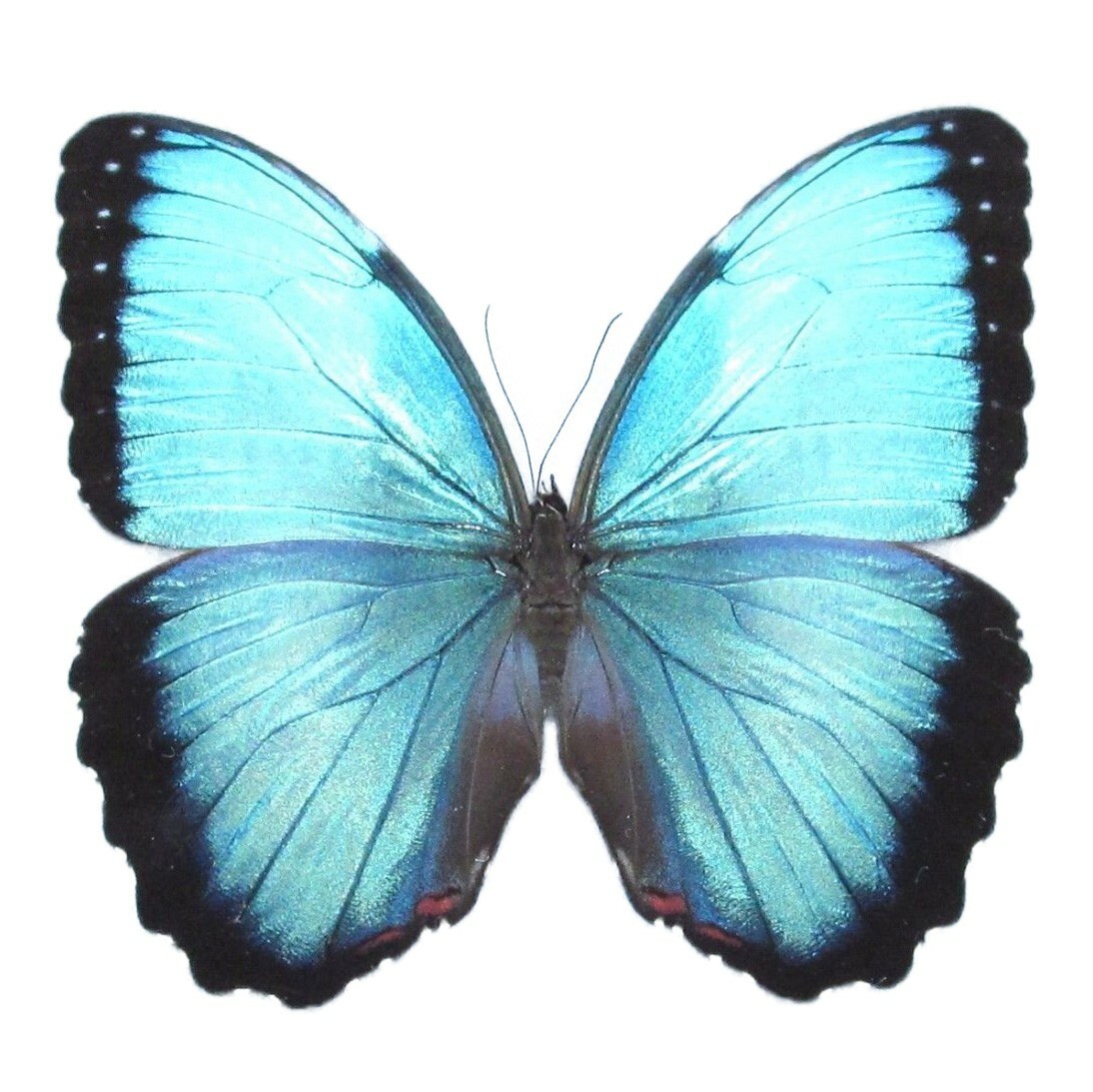 Morpho peleides MALE blue butterfly Costa Rica UNMOUNTED/WINGS CLOSED