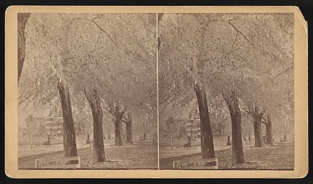 Photo:Aiken SC Park Ave 1900s Tree-Lined Street Stereograph