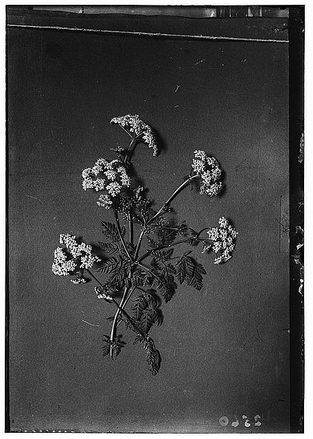 Wild flowers of Palestine,Poison hemlock,Conium maculatum L,Middle East,c1910