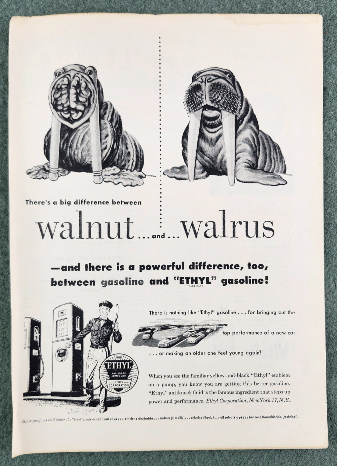 1951 ETHYL GASOLINE Genuine Vintage Print Ad High Octane Walnut Walrus MCM 11x8 1951 ETHYL GASOLINE Genuine Vintage Print Ad High Octane Walnut Walrus MCM 11x8