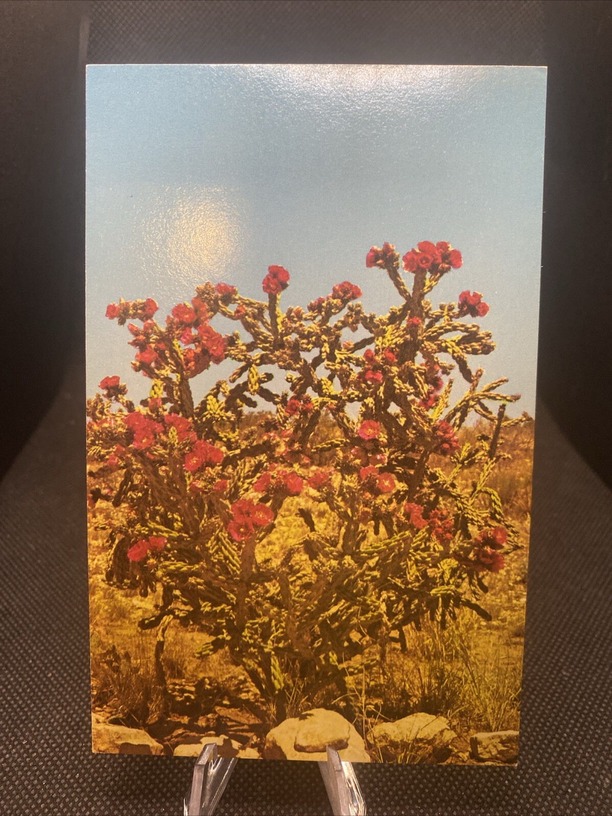POSTCARD: Walking Stick Cactus Carlsbad, Zoological Botanical State Park NM K8