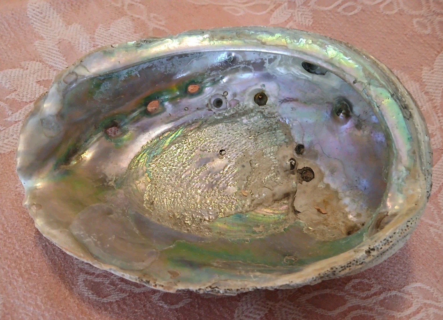 Jumbo XL Beautiful Iridescent Natural Abalone Seashell 6