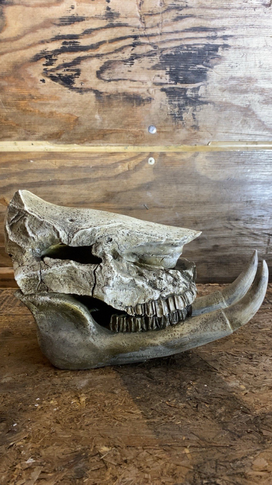 Fossil Skull - Ancient/Rare Skull With Large Tusks Prehistoric – New - Artifact
