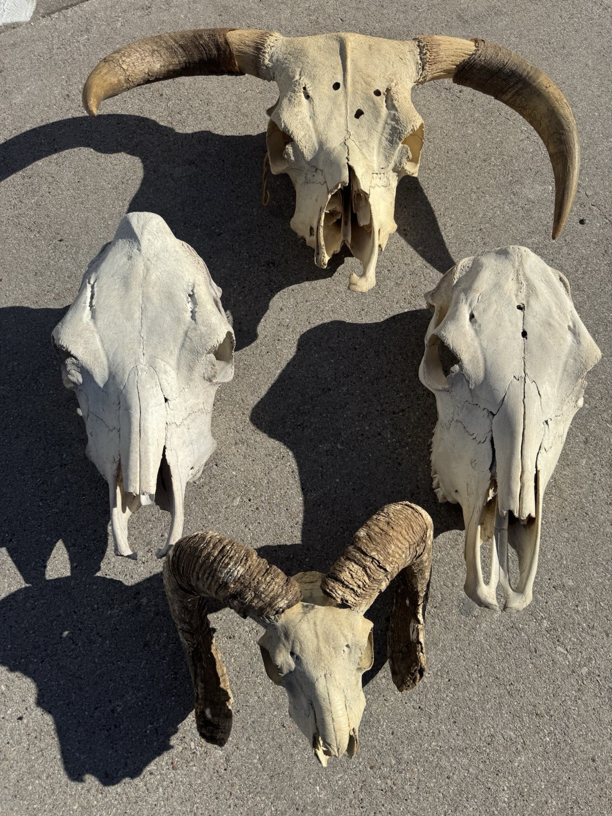 Lot Of 4 (Large 30” Steer) Ram Cow Skulls Decor