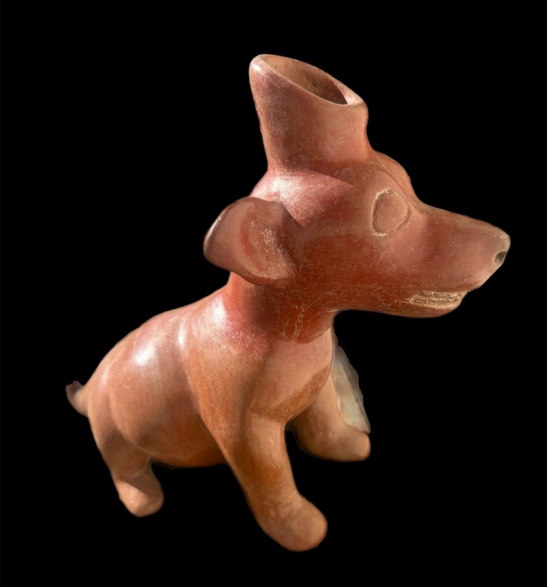 ANCIENT PRE COLUMBIAN WEST MEXICO COLIMA DOG CIRCA 100 BC   AUTHENTIC ARTIFACT