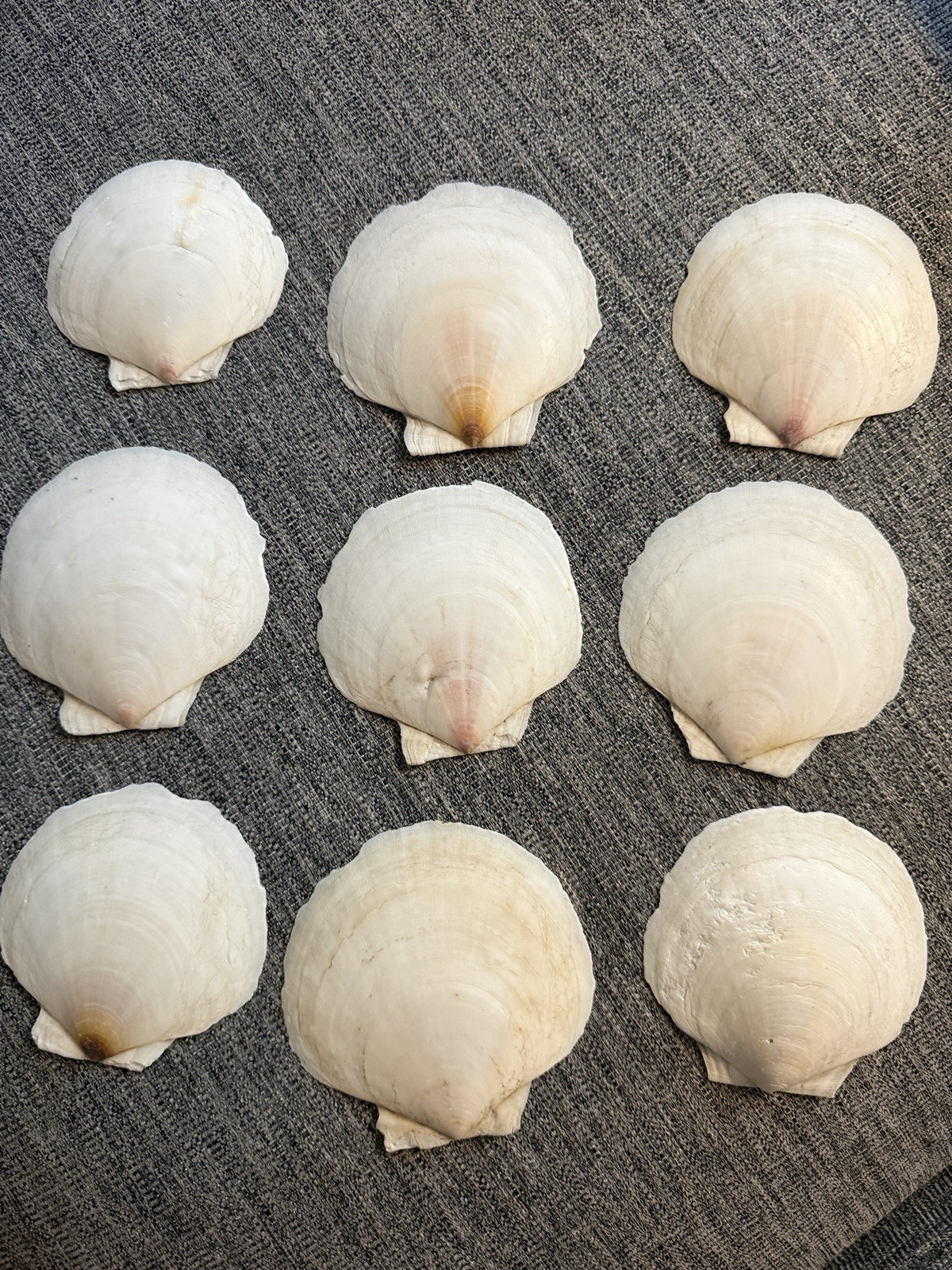9 Large Scallop Shells Nautical Beach 9 Large Scallop Shells Nautical Beach