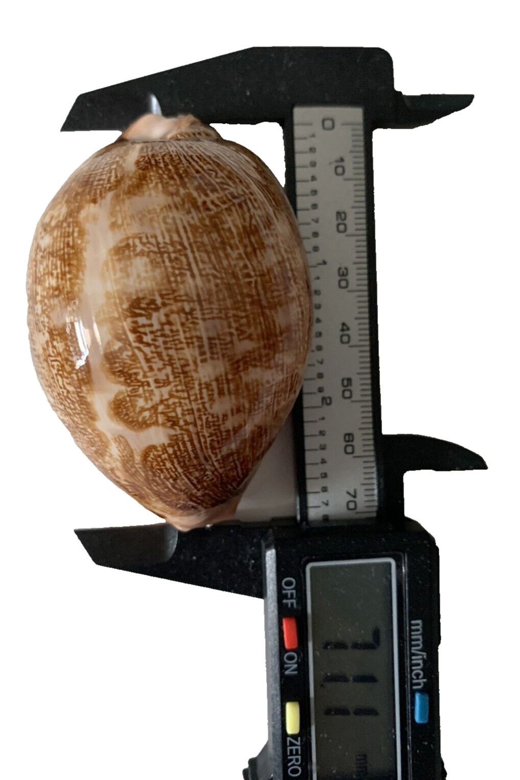 Cypraea Mappa Geographica Sumbaensis ~ 71.1mm RARE BEAUTY