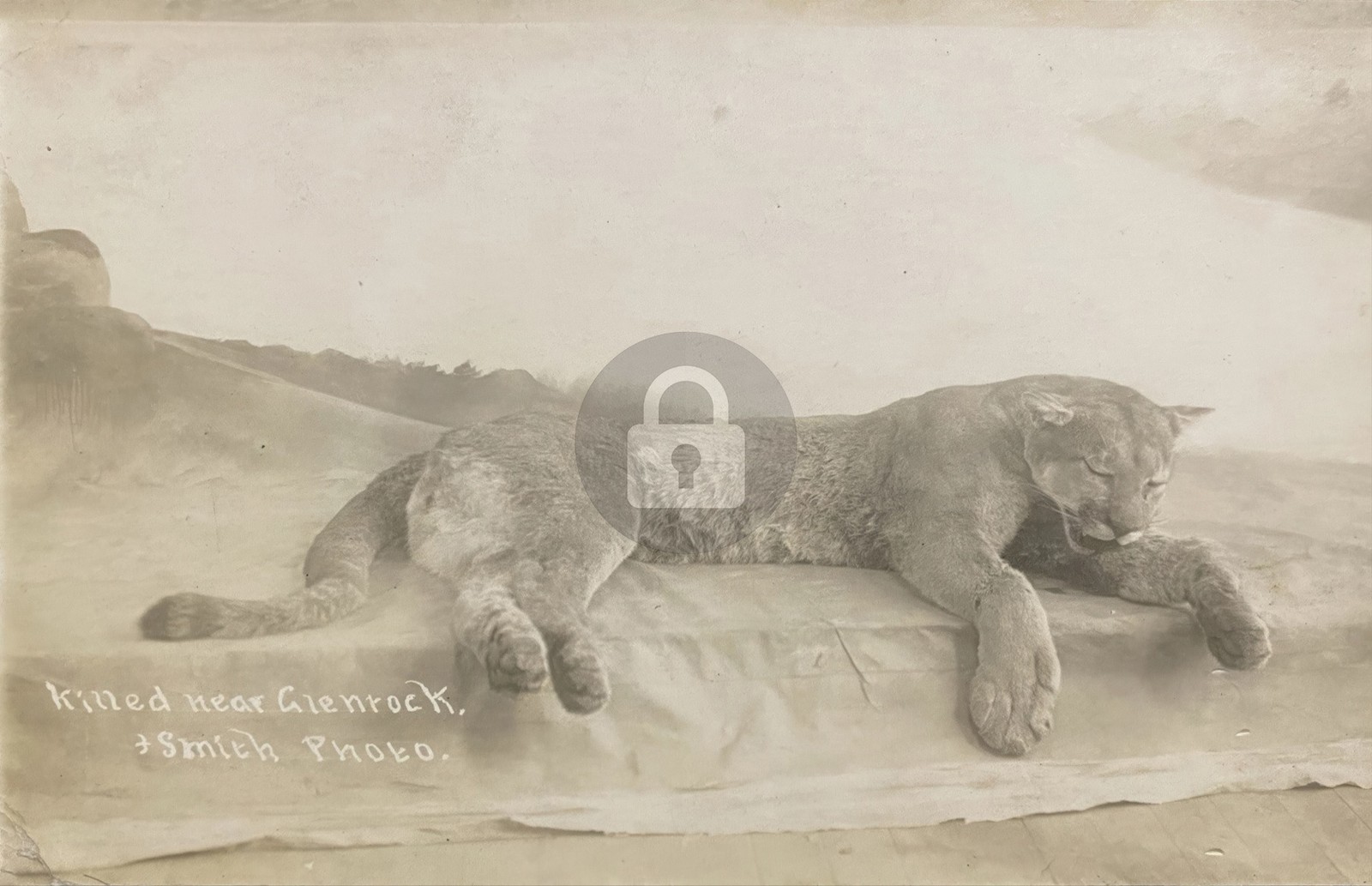 Glenrock Wyoming WY Mountain Lion Cougar Killed RPPC Photo Postcard COPY Glenrock Wyoming WY Mountain Lion Cougar Killed RPPC Photo Postcard COPY