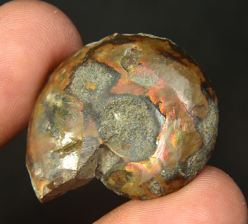 1 MedLrg Red Fire AMMONITE Opalized Fossil Whole Shell Nautilus Specimen 35 mm