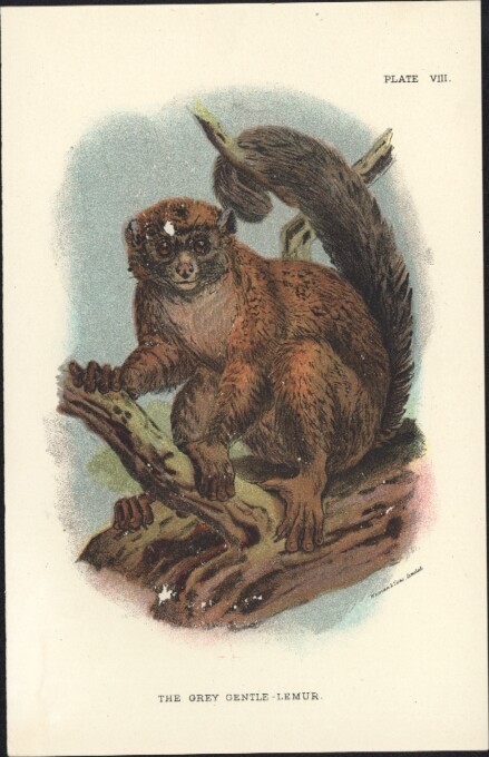 1890 Lloyds Natural History Antique Print of The Grey Gentle Lemur 1890 Lloyds Natural History Antique Print of The Grey Gentle Lemur