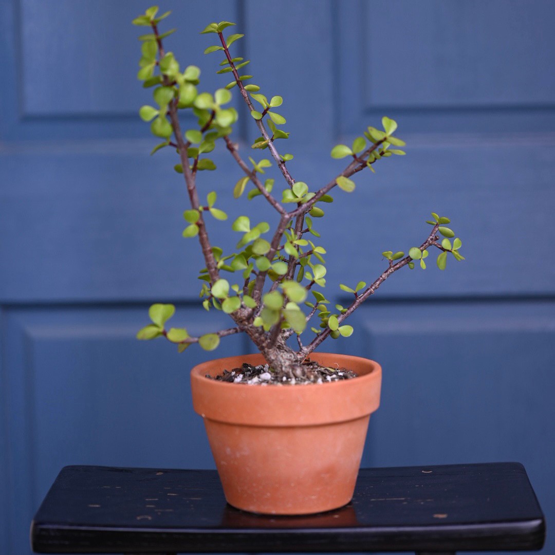 Jade terra cotta tree Jade terra cotta tree