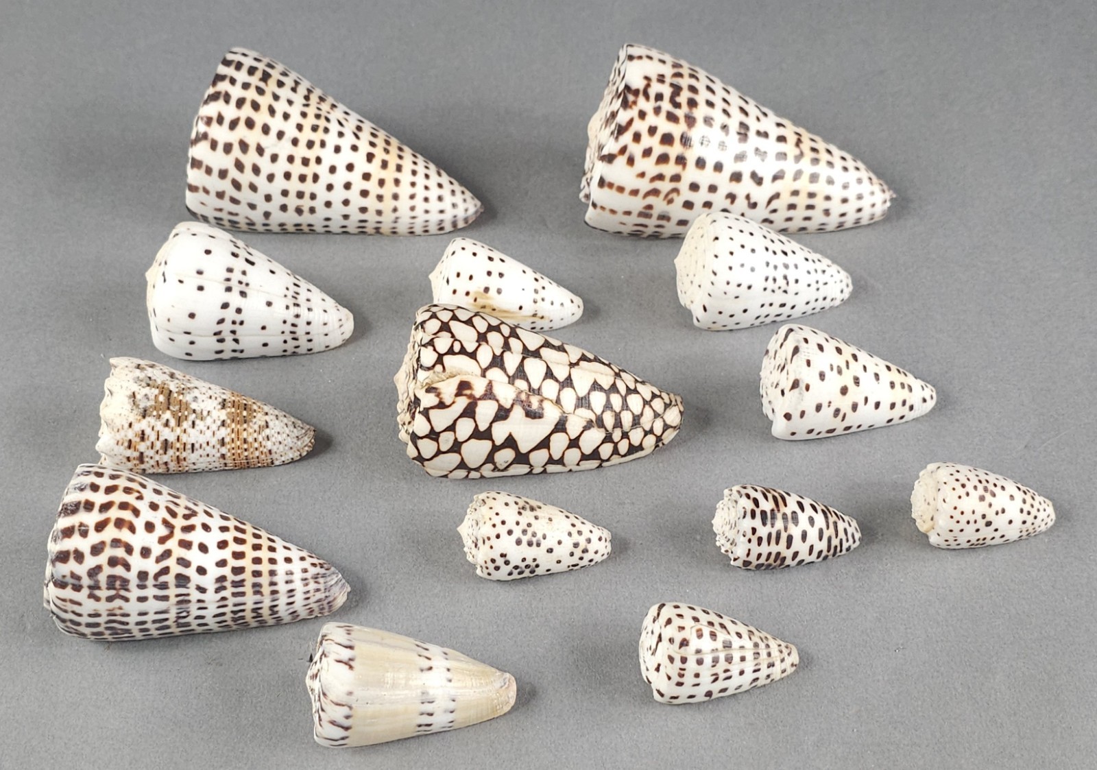 14pc Leopard Cone Conus Leopardus Lot Sea Shells