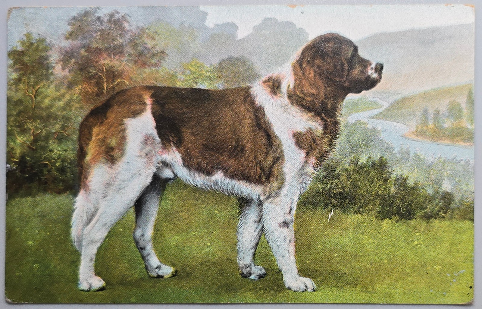 St. Bernard Dog Postcard Jamestown NY 1909 Posted T.H.E.L. Series 1014 St. Bernard Dog Postcard Jamestown NY 1909 Posted T.H.E.L. Series 1014