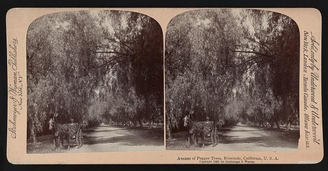 Photo:Riverside California c1898 Avenue of Pepper Trees Stereoview