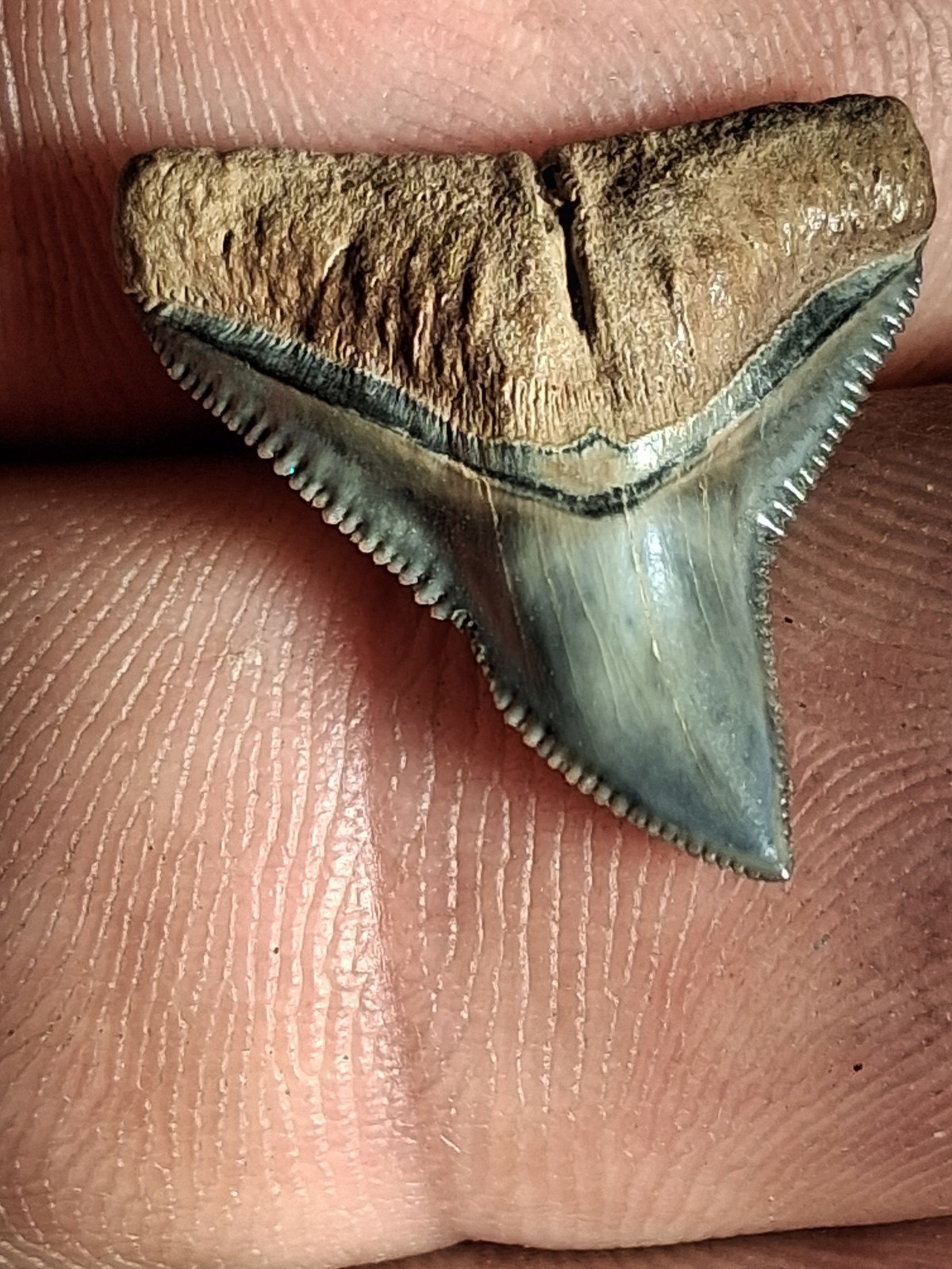 Drop Dead Beautiful  Bone Valley Bull Sharks Tooth GEM