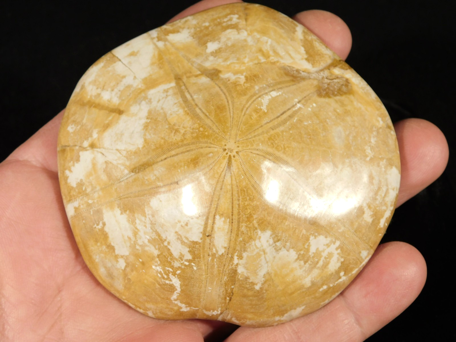 Big Polished 150 Million Year Old SAND DOLLAR Fossil Madagascar 183gr